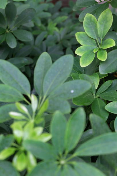 istock green leaves of the tree8 503729994