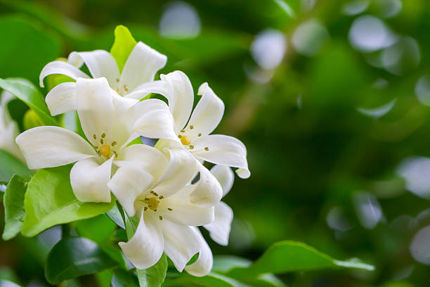 istock Orange Jessamine flowers 503730014
