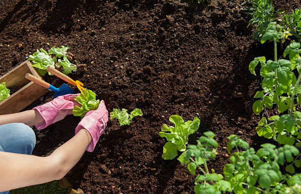 istock Woman planting lettuce and tomatoes 503730547