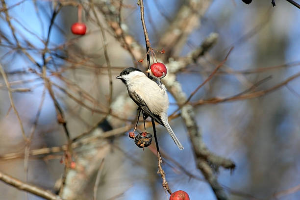 istock Marsh Tit hanging on wild apple tree fruit 503730649