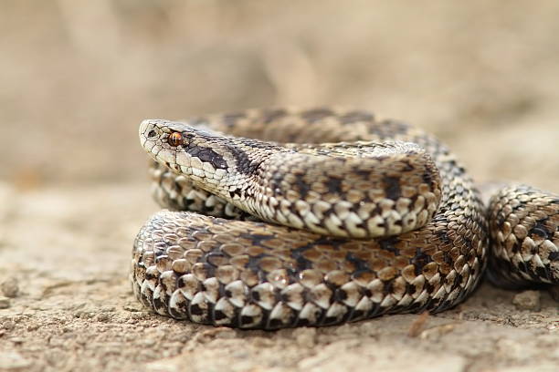 istock close up of female meadow viper 503730734