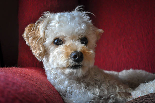 istock Relaxing poodle on red chair 503730895