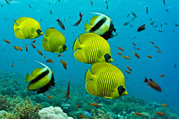 Shoal of fish on the coral reef stock photo