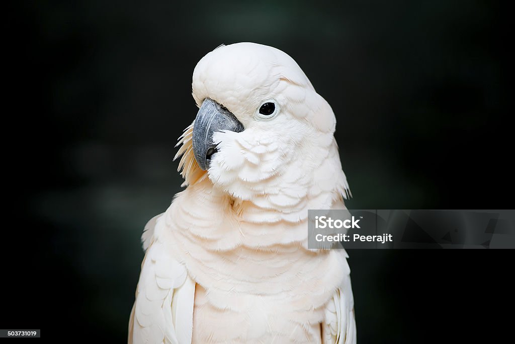 Portrait of a Moluccan Cockatoo (Cacatua moluccensis), or Salmon-crested Cockatoo, Animal Stock Photo