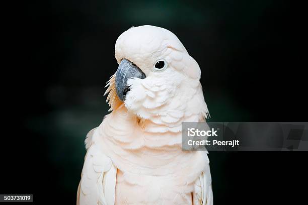 Portrait Of A Moluccan Cockatoo Or Salmoncrested Cockatoo Stock Photo - Download Image Now