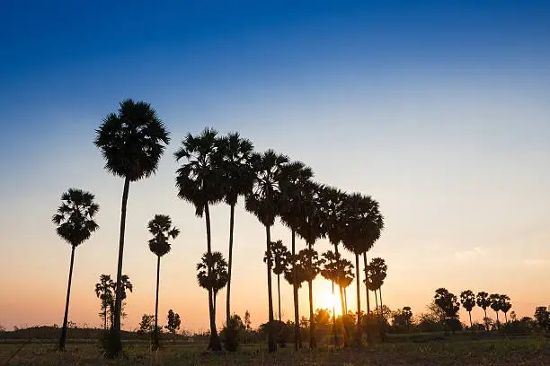 Silhouette sugar palm tree at sunset.