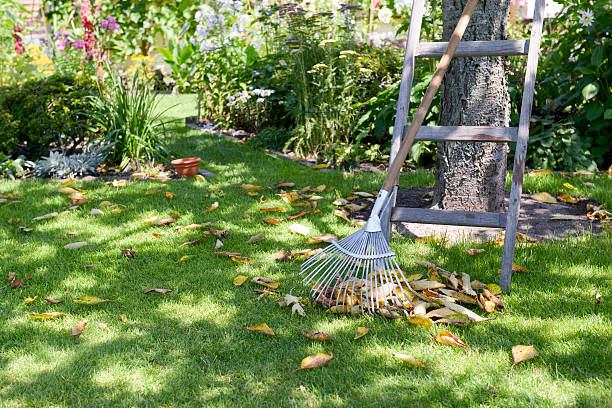 plantas no jardim - holzleiter - fotografias e filmes do acervo