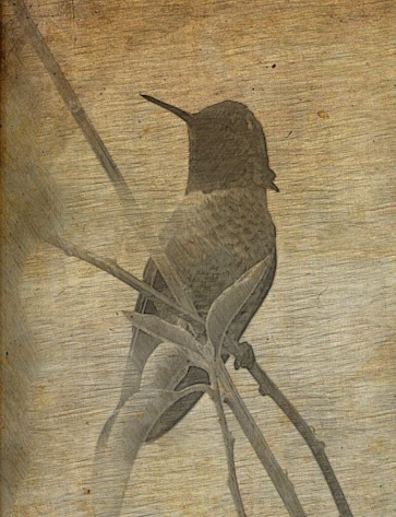 Hummingbird made to look as if painted or pencil drawing on rice paper - great for maybe stationary or Asian projects