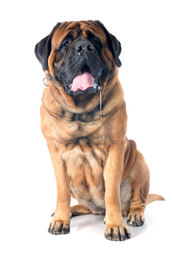 female mastiff in front of white background