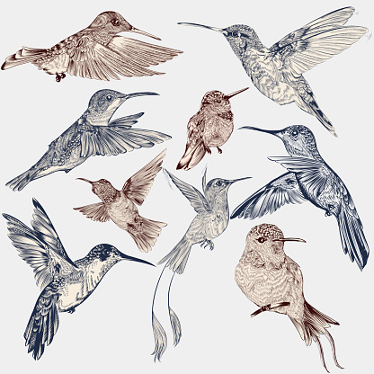 Collection of vector decorative hummingbirds in vintage engraved style