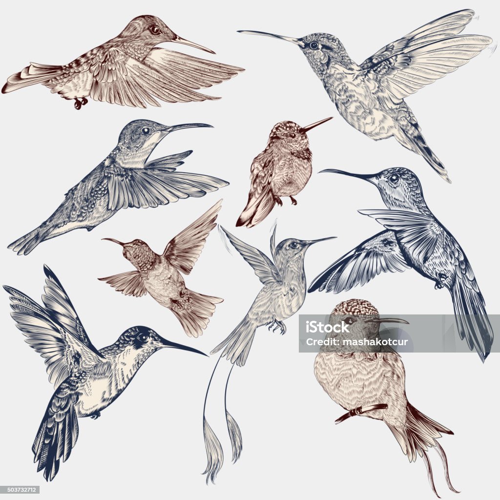 Vector set of detailed hand drawn birds for design Collection of vector decorative hummingbirds in vintage engraved style Hummingbird stock vector