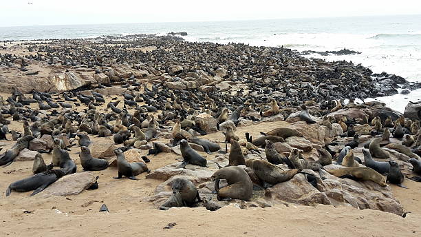 istock Seal Colony at Cape Cross, Namibia 503734164