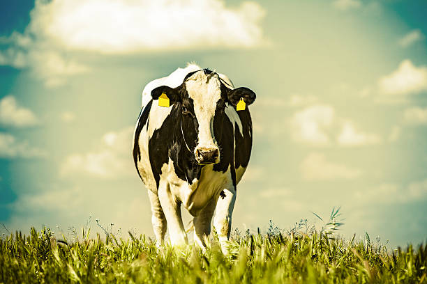 istock One dairy cow in the meadow. Close up. 503735270