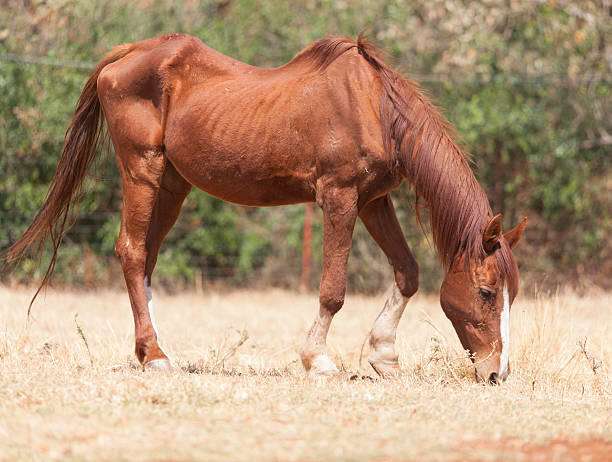 istock Skinny horse 503735474