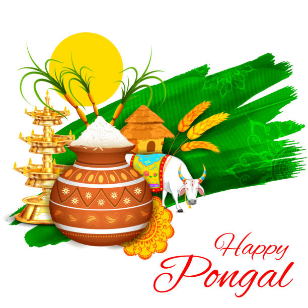 Pongal Festival Illustrations, Royalty-Free Vector Graphics & Clip Art -  iStock
