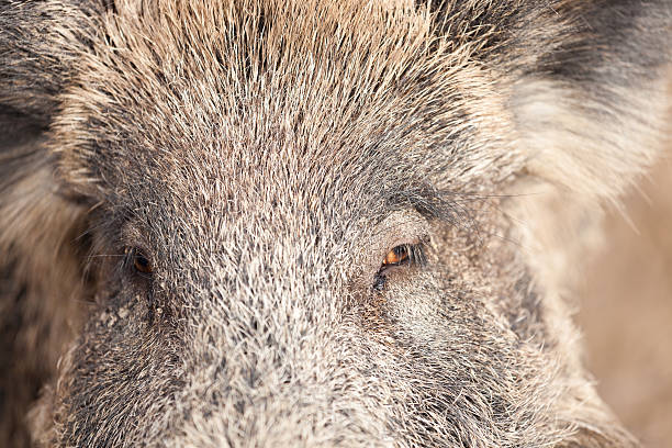 클로즈업 보기) 의 야생 멧돼지 루킹 카메라 - domestic pig animals in the wild wild boar hunting 뉴스 사진 이미지