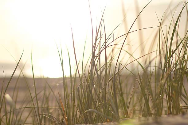 istock Golden beach sunrise seen through wispy beach grass 503737246