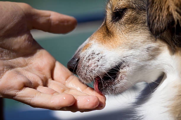 Dog licking a human hand stock photo