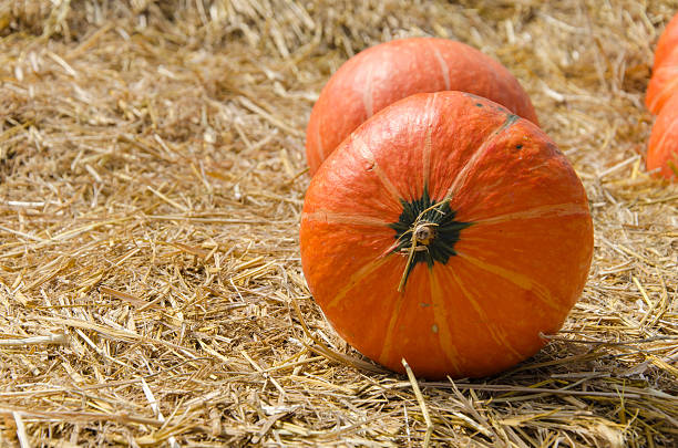 istock pumpkin on ground with dry straw 503737918