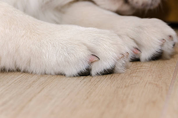 istock Golden Retriever puppy 503738022
