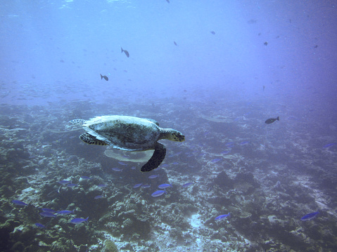 sea turtle swimming in reef in Maldives