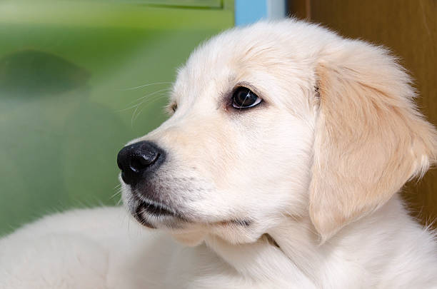 istock Golden Retriever puppy 503738264