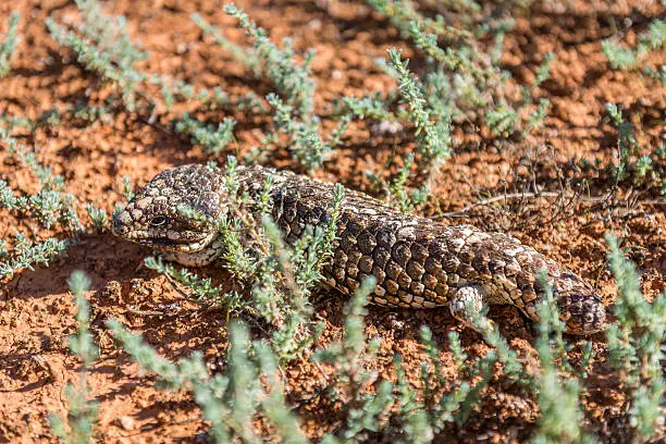 Tiliqua rugosa in Western Australia