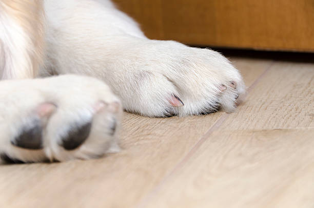 istock Golden Retriever puppy 503738332