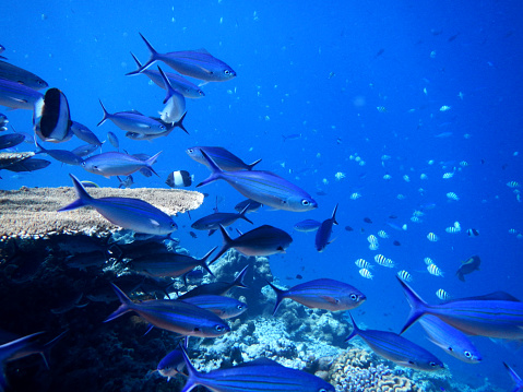 fish roaming tropical coral reefs