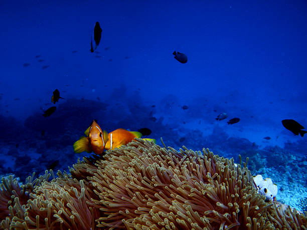 istock Clown Fish in Anemone 503738972