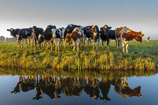 A group of curious cows in autumn morning light. A typical Dutch rural scene.