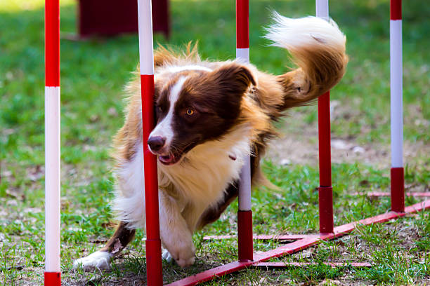 Dogs compete in a long jump contest designed for training retrievers.