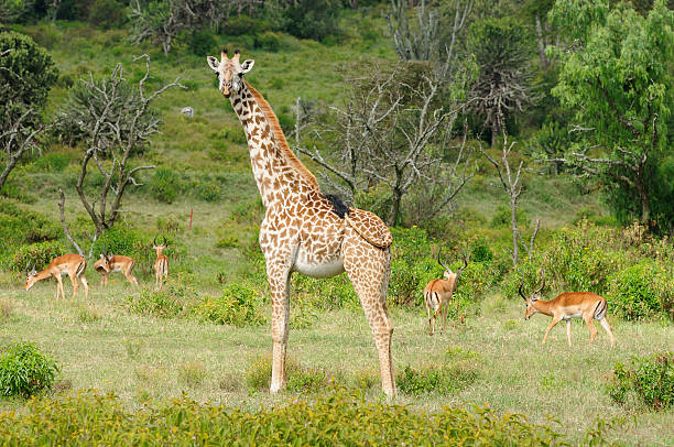 istock Wildlife Giraffe in Africa 503741832