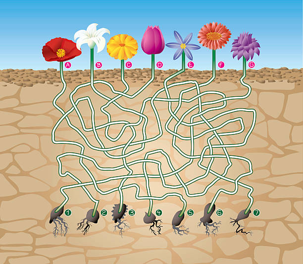 ilustrações, clipart, desenhos animados e ícones de o labirinto de semente - brainteaser