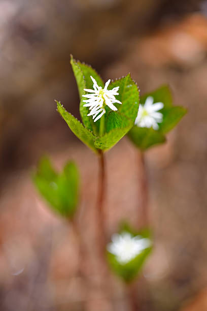 istock Wildflower in Hokkaido 503742386