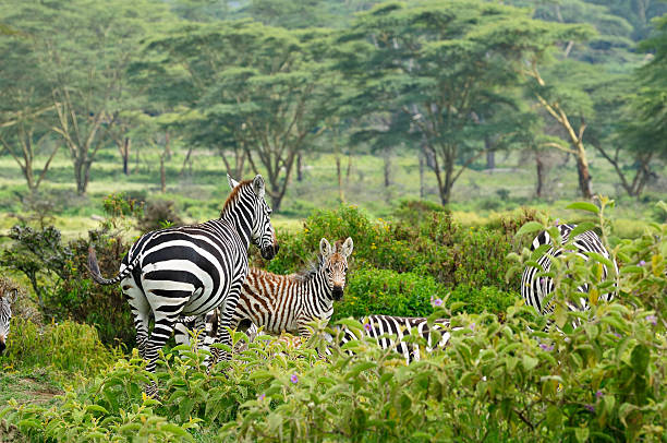 istock Wildlife Zebra in Africa 503742652