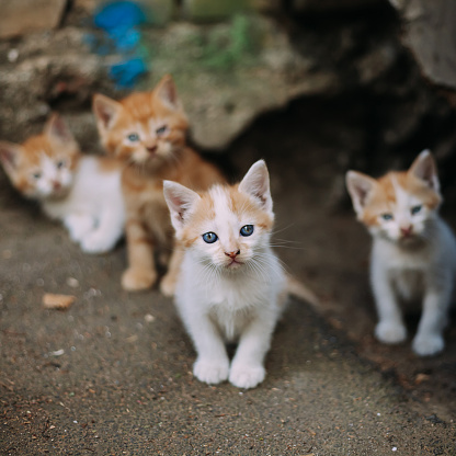 Group of cute homeless kittens looking at camera