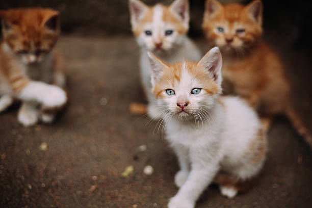 istock Four cute small stray white and ginger kittens 503742840