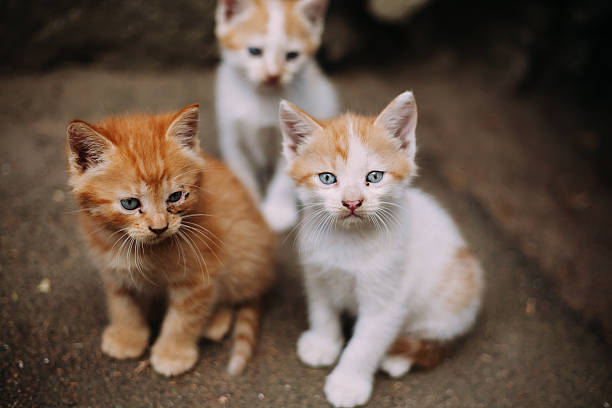 istock Three cute homeless white and ginger kittens 503742862