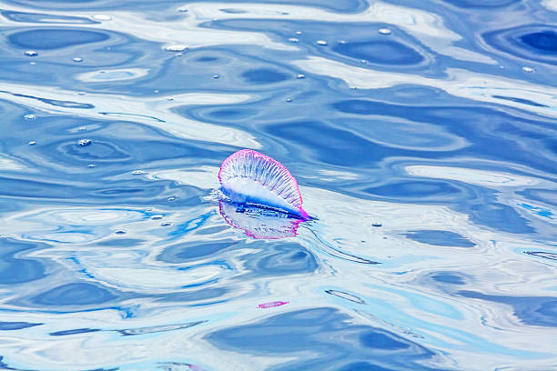 istock Portuguese Man O' War - Physalia physalis 503743552