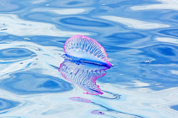 Portuguese Man O' War - Physalia physalis