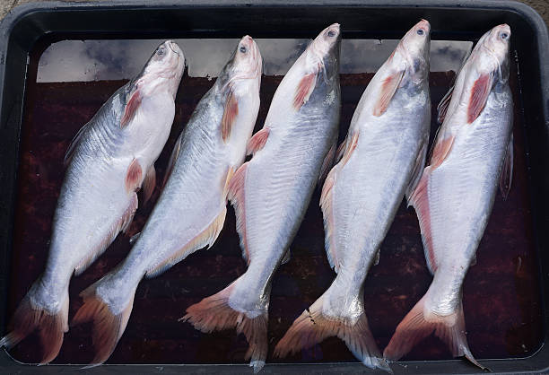 Malaysian catfish or Patin Fish stock photo