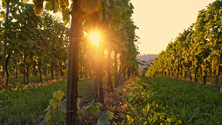 Vineyard in the afternoon sun