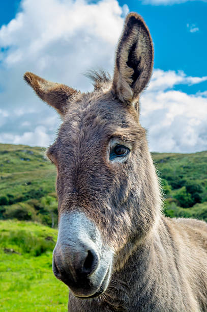 istock Portrait Of A Curious Donkey 503753470