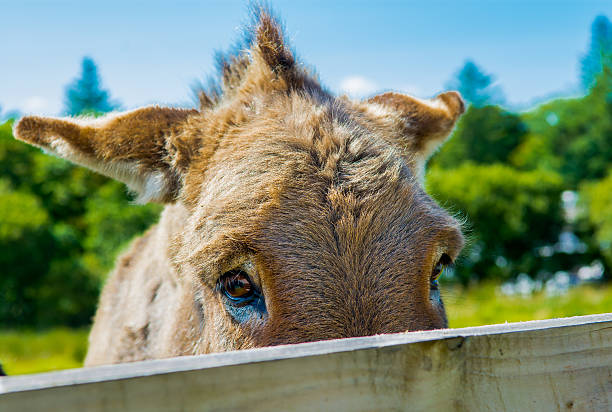 timido asino dietro recinzione in legno - hiding donkey mule animal foto e immagini stock