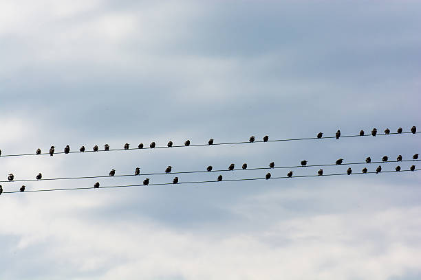 istock Flock Of Birds Sitting On Electric Wire 503754556