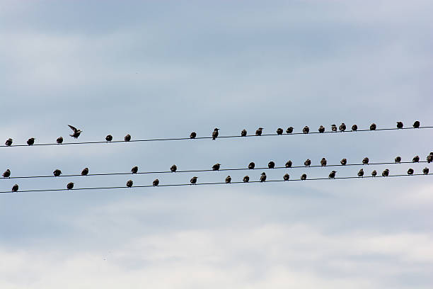 istock Flock Of Birds Sitting On Electric Wire 503754596