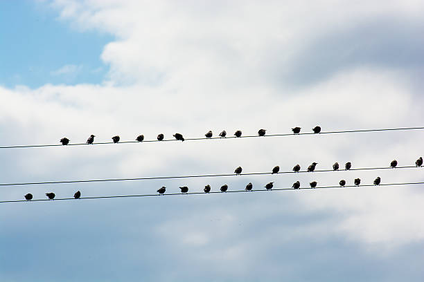 istock Flock Of Birds Sitting On Electric Wire 503754692