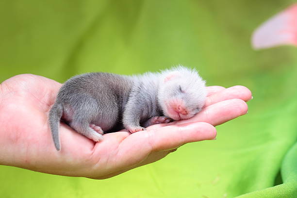 Ferret baby in human hands Two weeks old cute ferret baby in human hands, close up polecat stock pictures, royalty-free photos & images