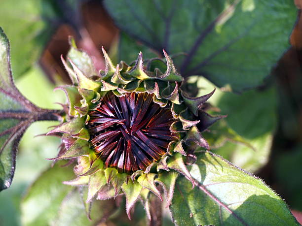 istock Sunflower - Helianthus annuus 503755830